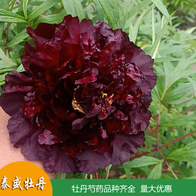 菏泽牡丹基地直供精品观赏牡丹 庭院地栽牡丹苗 品种齐全 量大优惠