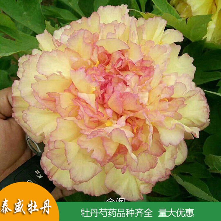 菏泽牡丹基地直供精品观赏牡丹 盆栽牡丹花苗 品种齐全 量大优惠