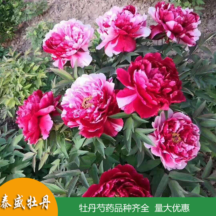 菏泽牡丹基地直供土球牡丹 庭院地栽牡丹苗 品种齐全 量大优惠