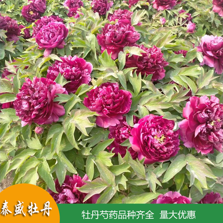 菏泽牡丹基地直供精品观赏牡丹 庭院地栽牡丹苗 品种齐全 量大优惠