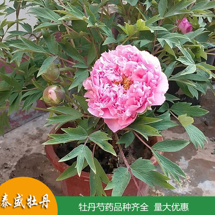 菏泽牡丹基地直供精品观赏牡丹 庭院地栽牡丹苗 品种齐全 量大优惠