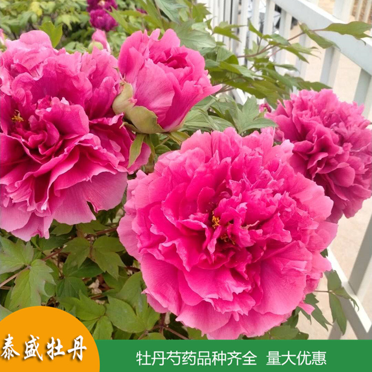 现挖现卖精品观赏牡丹 盆栽牡丹花苗 品种齐全 量大优惠