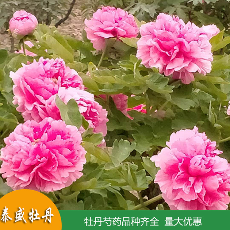 现挖现卖精品观赏牡丹 盆栽牡丹花苗 品种齐全 量大优惠