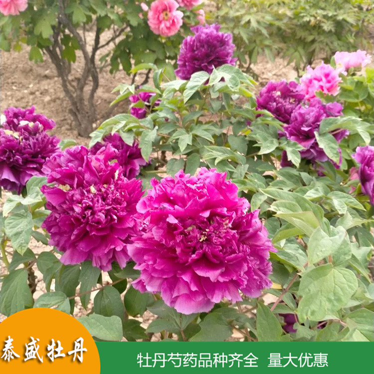 菏泽牡丹基地直供土球牡丹 盆栽牡丹花苗 品种齐全 量大优惠