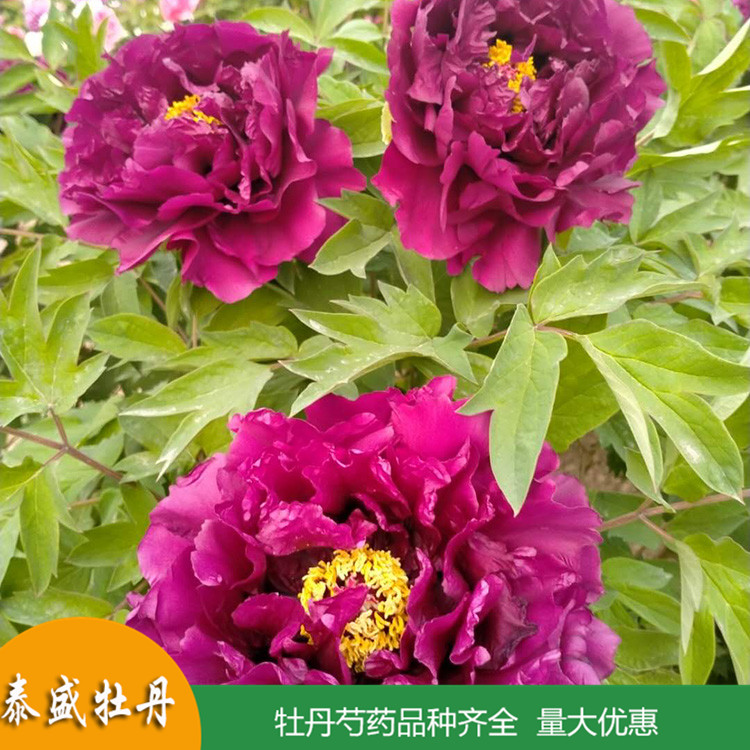 现挖现卖精品观赏牡丹 盆栽牡丹花苗 品种齐全 量大优惠