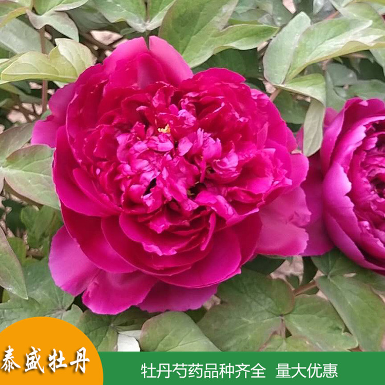 菏泽牡丹基地直供土球牡丹 盆栽牡丹花苗 品种齐全 量大优惠