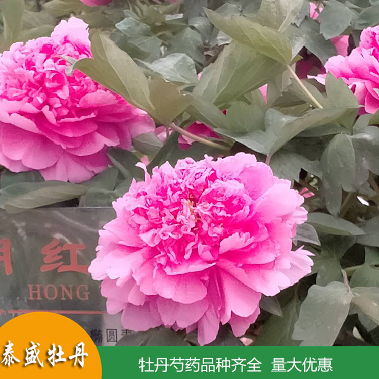 现挖现卖精品观赏牡丹 盆栽牡丹花苗 品种齐全 量大优惠