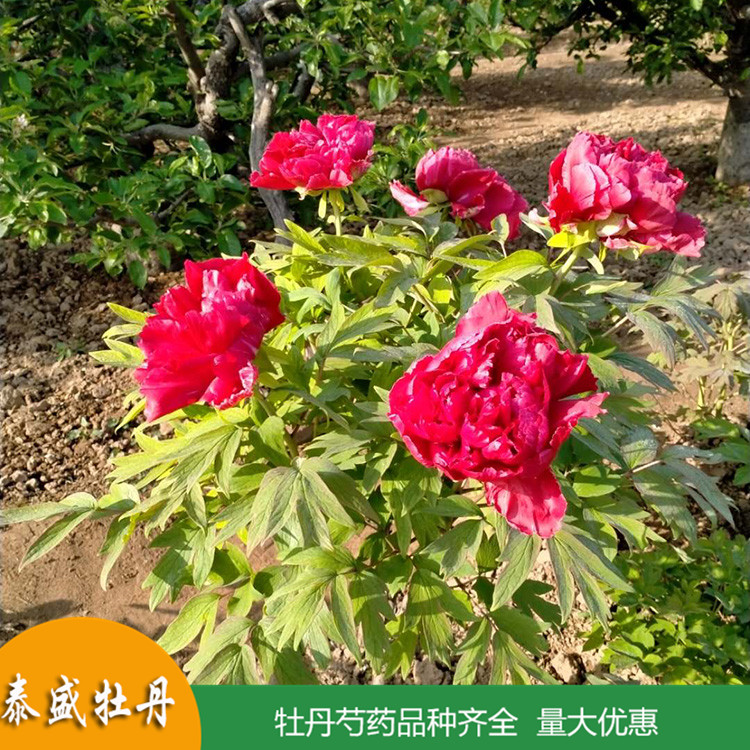 菏泽牡丹基地直供精品观赏牡丹 盆栽牡丹花苗 品种齐全 量大优惠