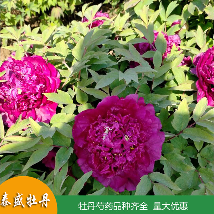 现挖现卖精品观赏牡丹 庭院地栽牡丹苗 品种齐全 量大优惠