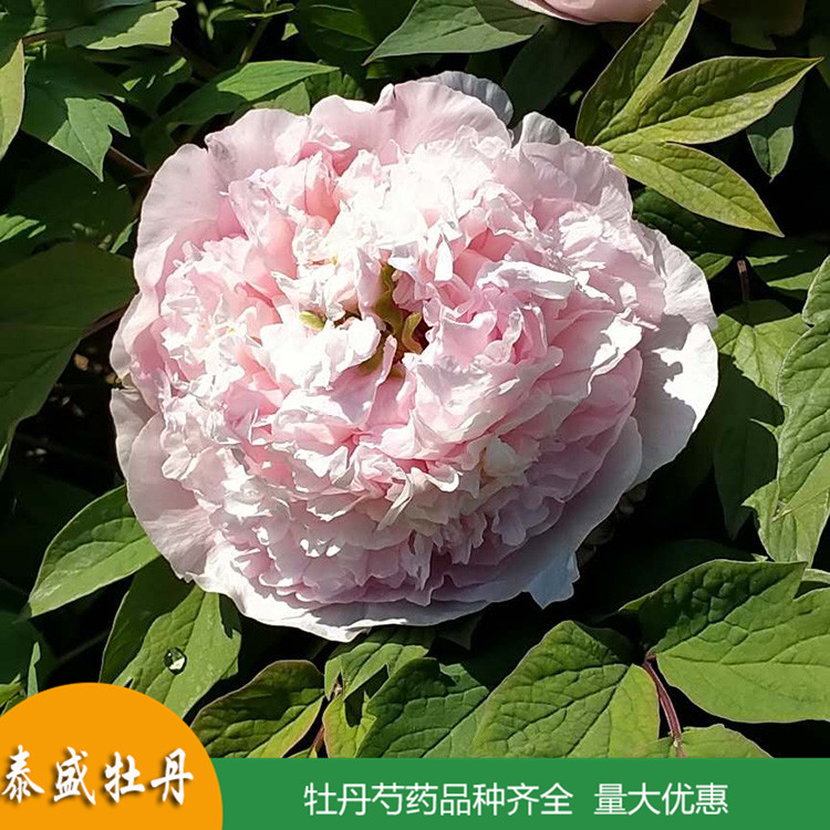菏泽牡丹基地直供精品观赏牡丹 盆栽牡丹花苗 品种齐全 量大优惠