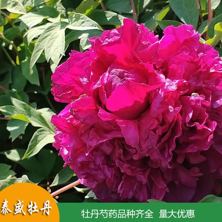 菏泽牡丹基地直供土球牡丹 盆栽牡丹花苗 品种齐全 量大优惠