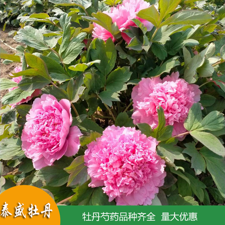 现挖现卖精品观赏牡丹 庭院地栽牡丹苗 品种齐全 量大优惠