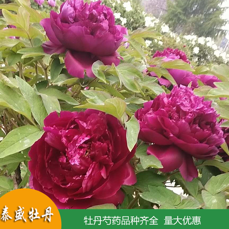 菏泽牡丹基地直供精品观赏牡丹 盆栽牡丹花苗 品种齐全 量大优惠