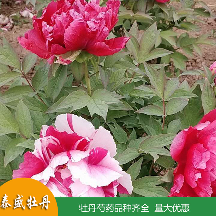 菏泽牡丹基地直供土球牡丹 庭院地栽牡丹苗 品种齐全 量大优惠