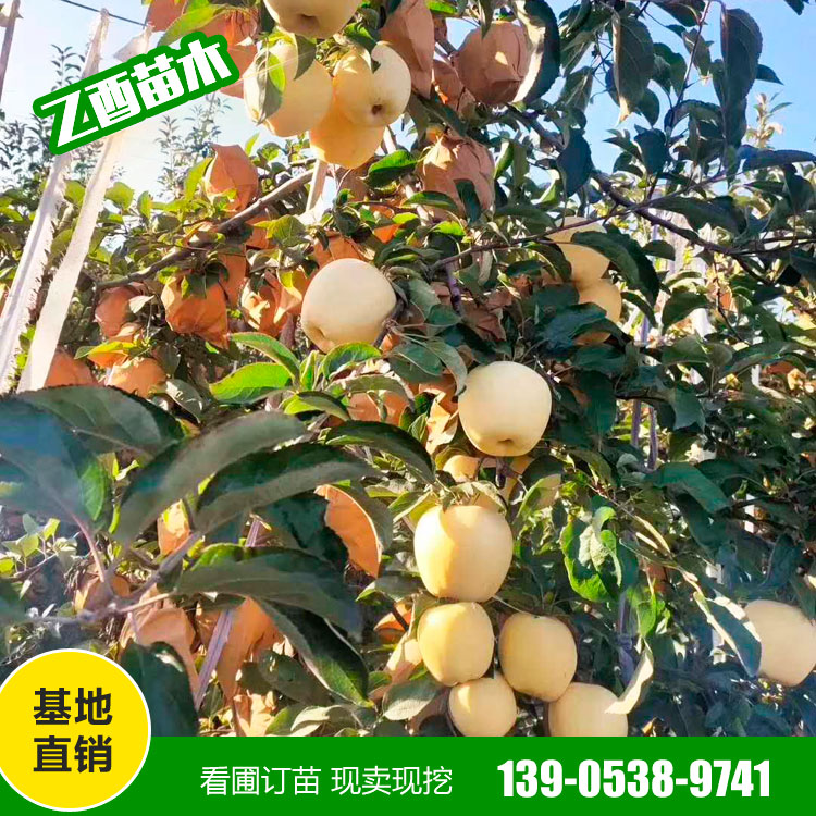 鲁丽苹果树苗品种 苹果树苗价格  厂家销售