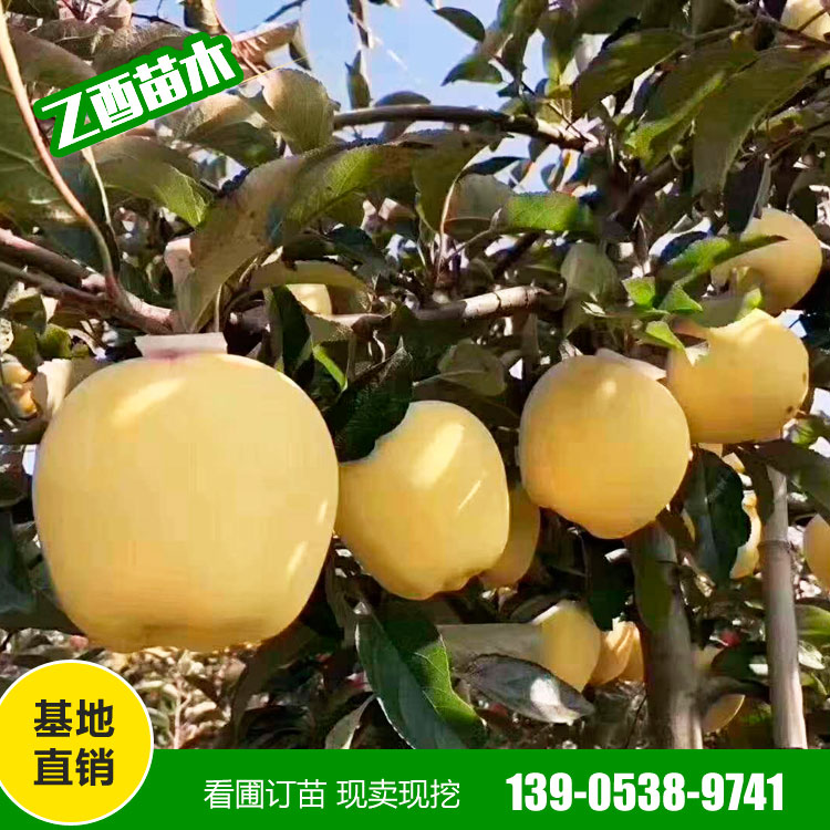 鲁丽苹果树苗品种 矮化苹果苗 厂家销售