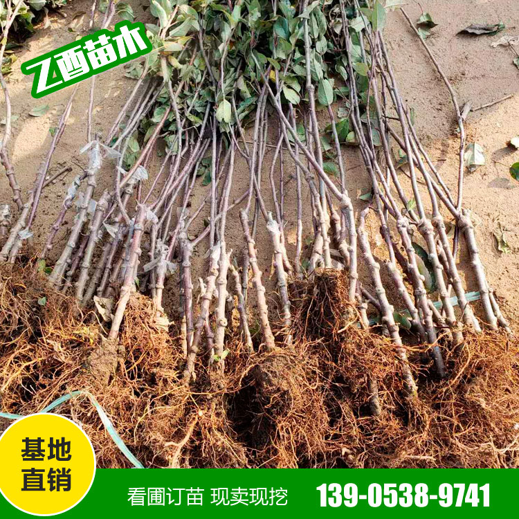 鲁丽苹果树苗品种 矮化苹果苗 乙酉苗木