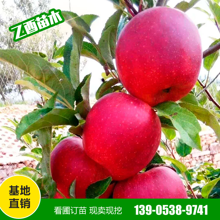 鲁丽苹果树苗品种 苹果树苗价格  成活率高