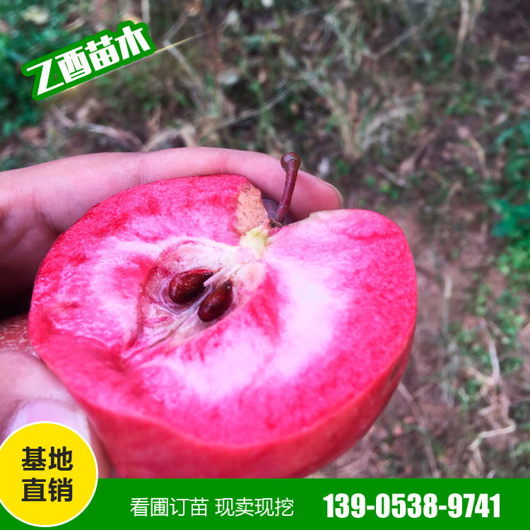 鲁丽苹果树苗品种 矮化苹果苗 乙酉苗木