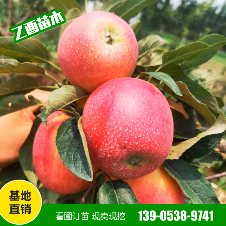 鲁丽苹果树苗品种 矮化苹果苗 基地销售