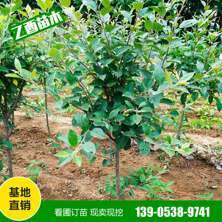 鲁丽苹果树苗品种 矮化苹果苗 乙酉苗木