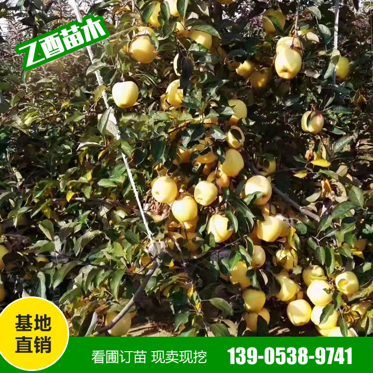 鲁丽苹果树苗品种 矮化苹果苗 乙酉苗木
