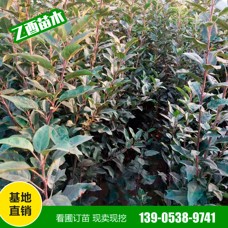 鲁丽苹果树苗品种 矮化苹果苗 基地销售