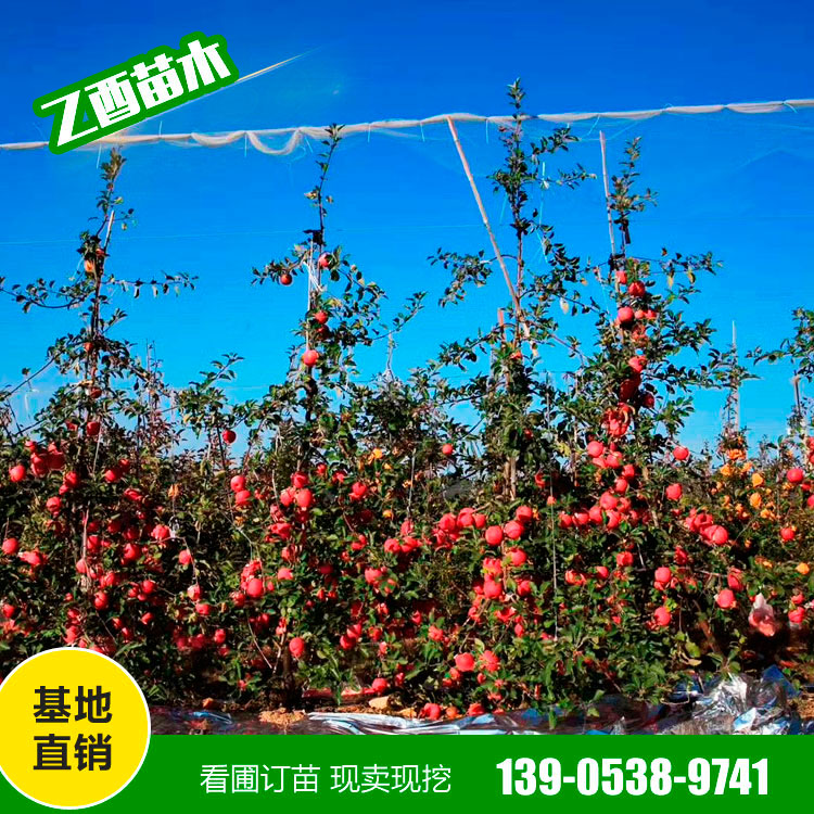 鲁丽苹果树苗品种 苹果树苗价格  乙酉苗木