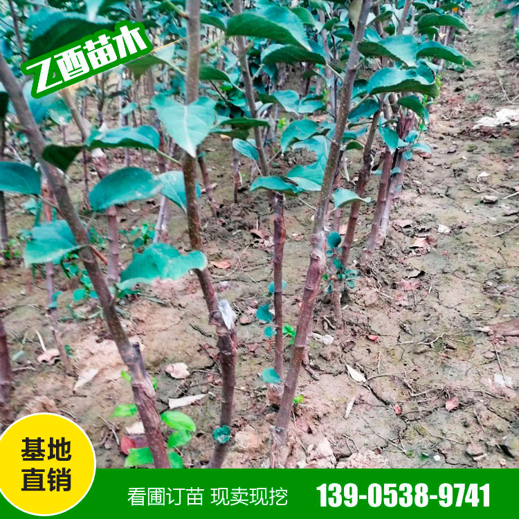 鲁丽苹果树苗品种 苹果树苗价格  成活率高