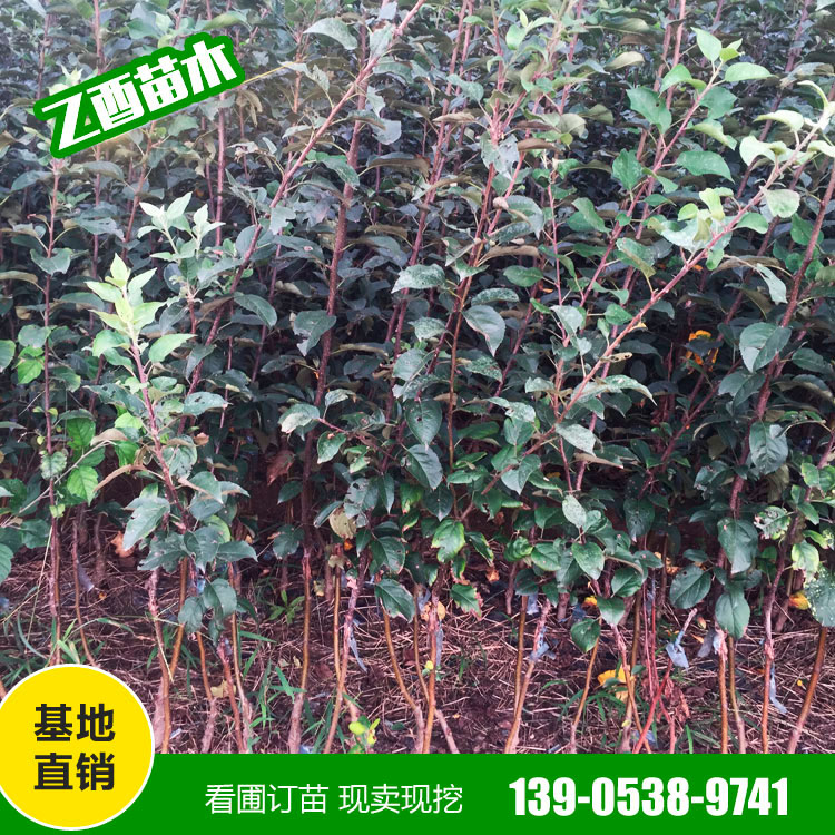 鲁丽苹果树苗品种 矮化苹果苗 基地销售
