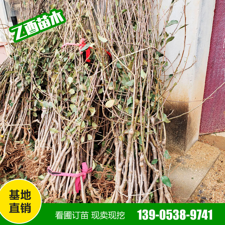 鲁丽苹果树苗品种 矮化苹果苗 成活率高