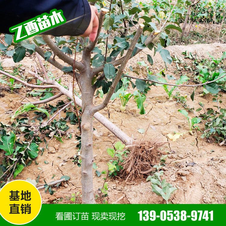 鲁丽苹果树苗品种 矮化苹果苗 支持批发