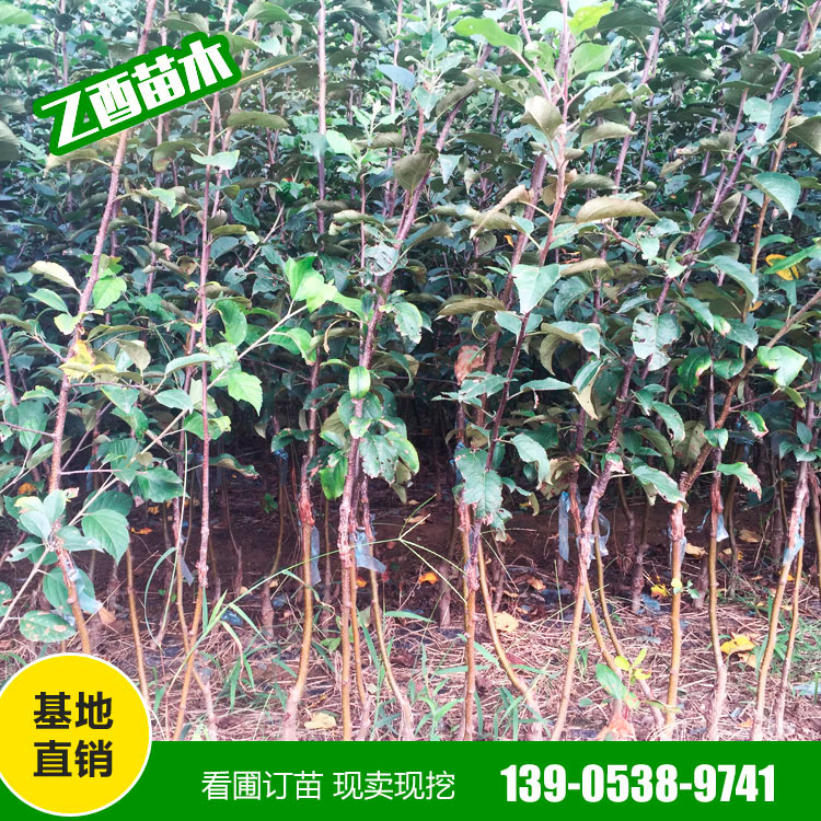 鲁丽苹果树苗品种 苹果树苗价格  乙酉苗木