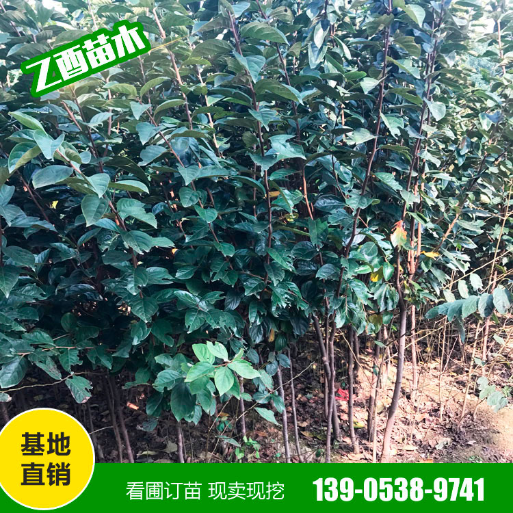 鲁丽苹果树苗品种 矮化苹果苗 乙酉苗木