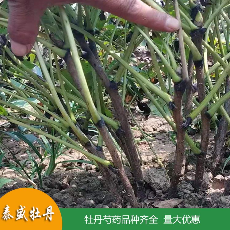 基地直供1-3年生重瓣芍药花苗 观赏芍药带芽根块苗 品种齐全 欢迎订购