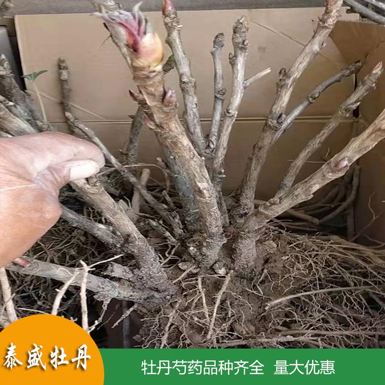 1-3年生重瓣芍药花苗 精品芍药苗 品种齐全 欢迎订购