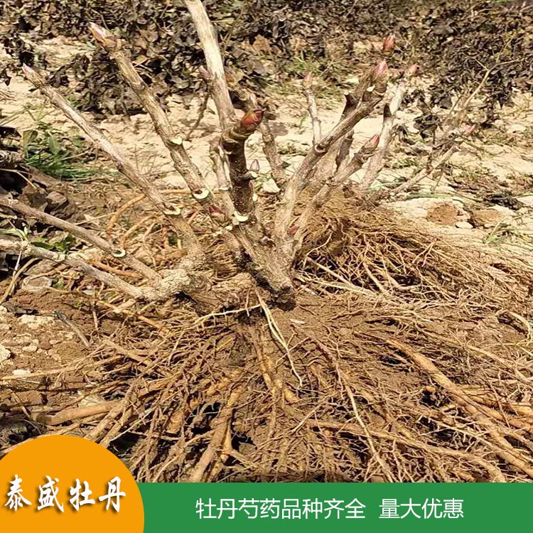菏泽牡丹种植园销售1-3年生重瓣芍药花苗 观赏芍药带芽根块苗 品种齐全 欢迎订购