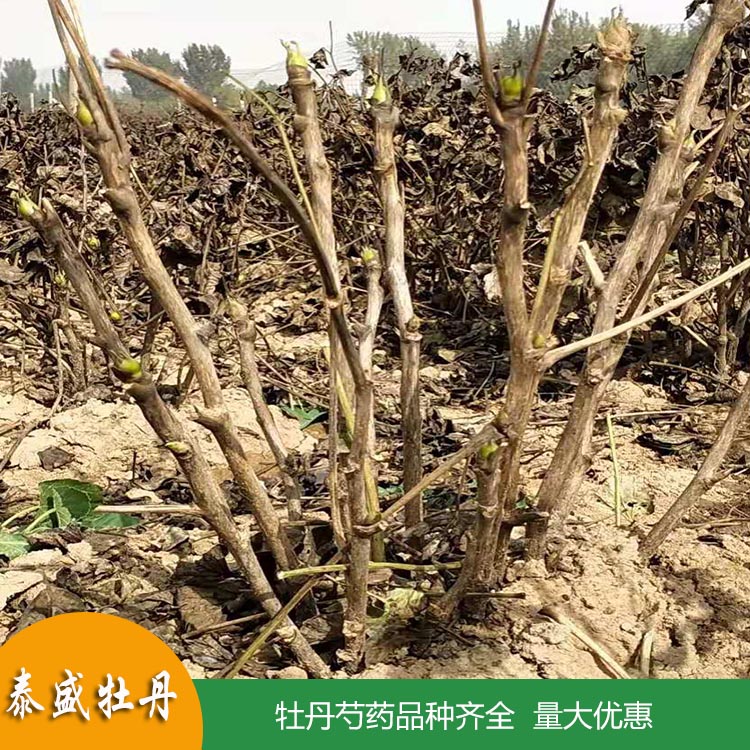菏泽牡丹种植园销售1-3年生重瓣芍药花苗 精品芍药苗 品种齐全 欢迎订购