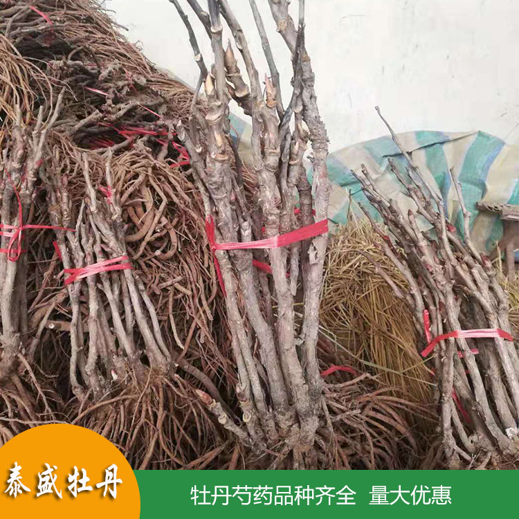 菏泽牡丹种植园销售1-3年生重瓣芍药花苗 观赏芍药带芽根块苗 品种齐全 欢迎订购