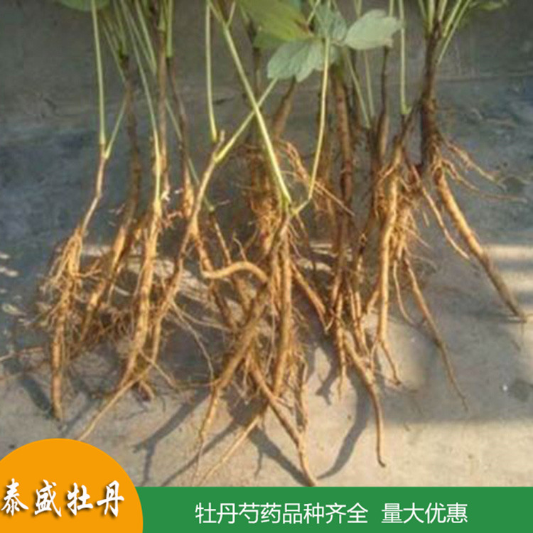 基地直供油用牡丹苗 占地牡丹花苗 量大优惠