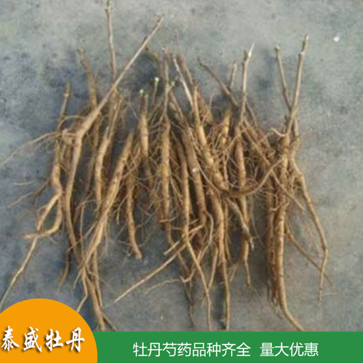 基地直供高产油用牡丹 占地牡丹花苗 牡丹苗种植批发基地