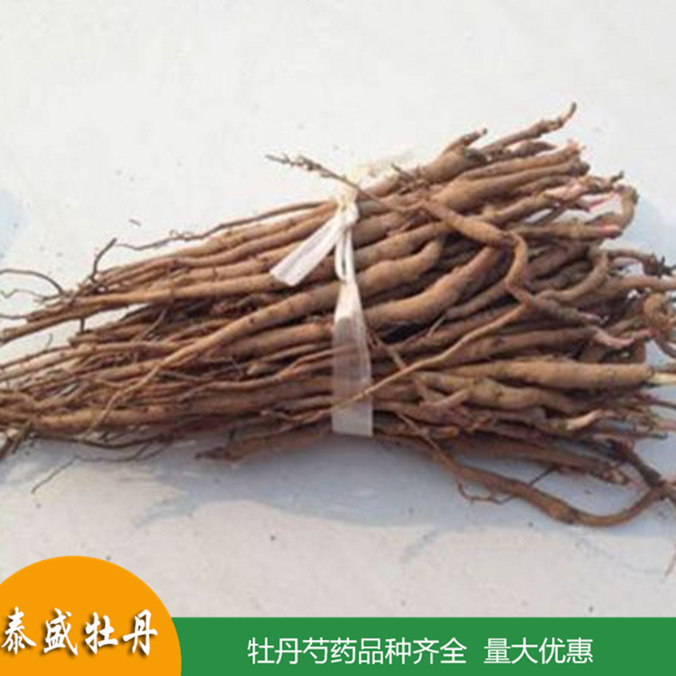油用牡丹苗 一年生两年生牡丹小苗 菏泽牡丹苗批发 量大优惠