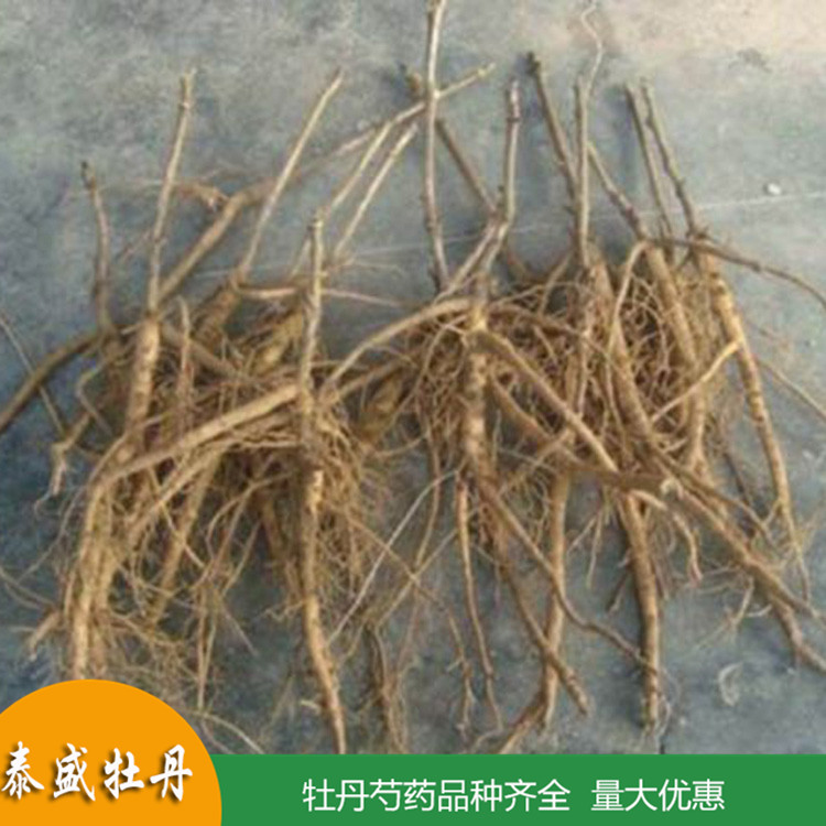 基地直供高产油用牡丹 占地牡丹花苗 牡丹苗种植批发基地