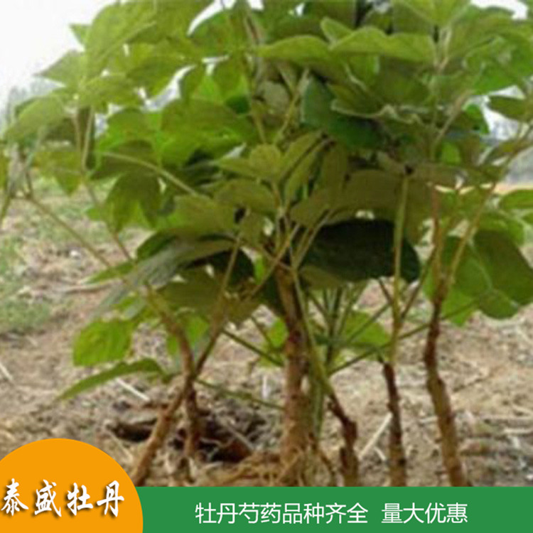 基地直供高产油用牡丹 占地牡丹花苗 牡丹苗种植批发基地