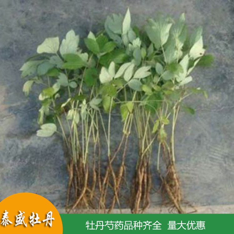 油用牡丹苗 一年生两年生牡丹小苗 菏泽牡丹苗批发 量大优惠