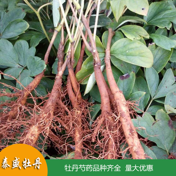 油用牡丹苗 一年生两年生牡丹小苗 菏泽牡丹苗批发 量大优惠