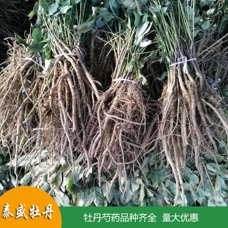 高产油用牡丹 占地牡丹花苗 菏泽牡丹苗批发 量大优惠