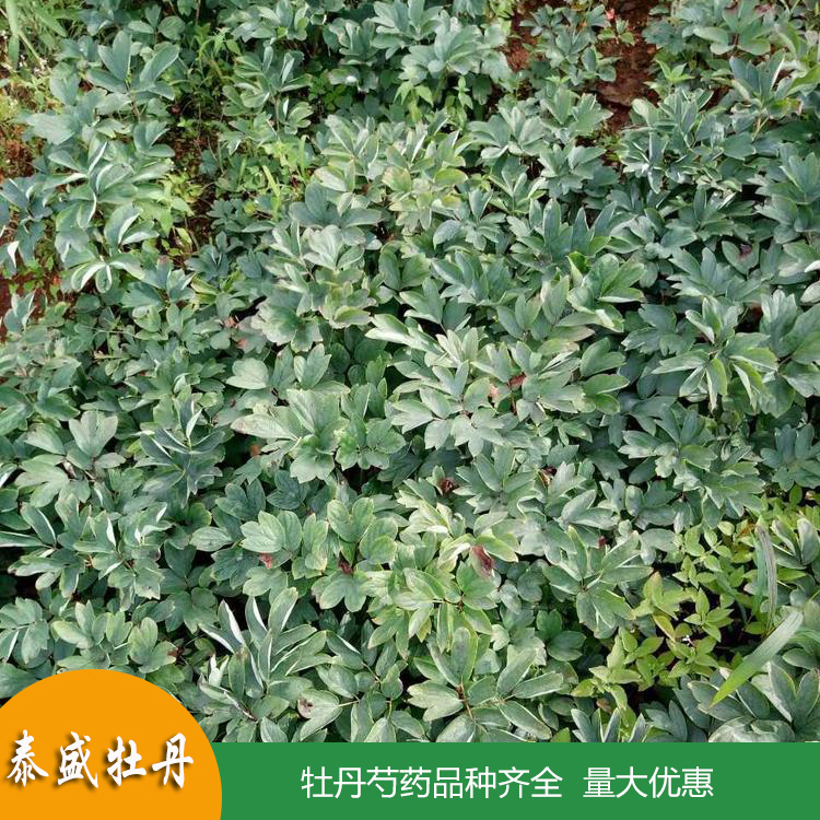 高产油用牡丹 占地牡丹花苗 菏泽牡丹苗批发 量大优惠