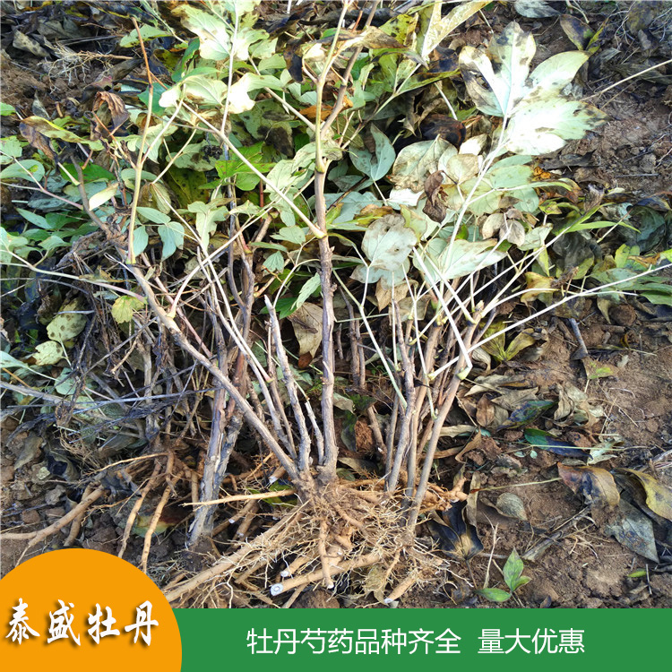 基地直供油用牡丹苗 占地牡丹花苗 量大优惠
