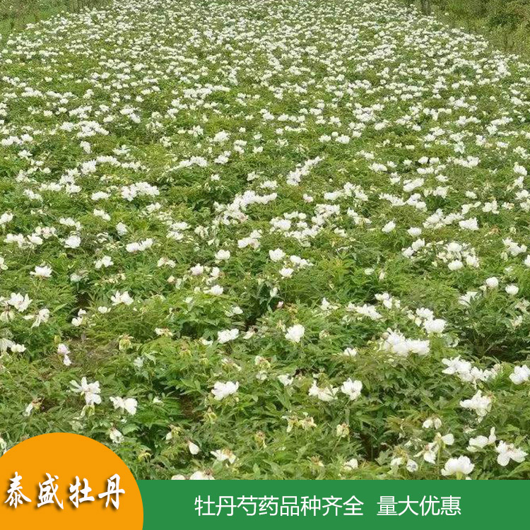 高产油用牡丹 占地牡丹花苗 菏泽牡丹苗批发 量大优惠